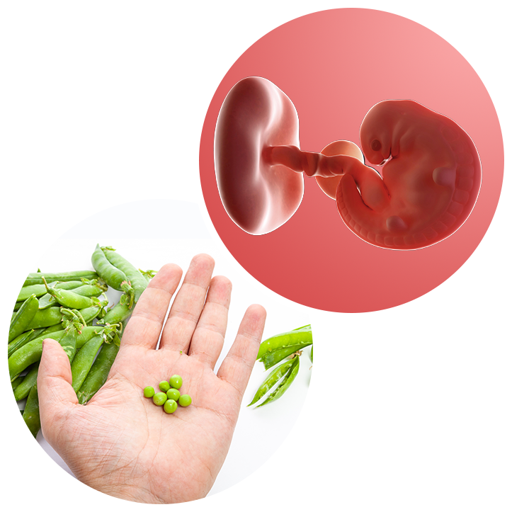 6 Weeks Pregnant Weekbyweek guide NHS