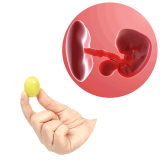 Composite. One side shows an embryo attached to a flattened yolk sac by the umbilical cord, with the head and eyes recognisable. Other side shows an adult hand holding a grape between the thumb and index finger.