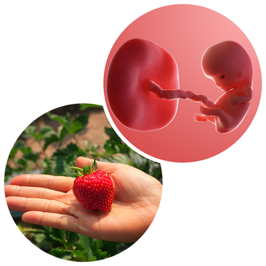 Composite. One side shows a foetus attached to a developing placenta by the umbilical cord. The forming head, eyes, arms, legs, hands and feet are recognisable. Other side shows an adult hand with a strawberry in its palm.