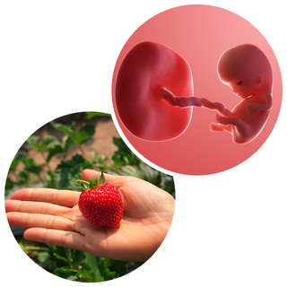 Composite. One side shows a foetus attached to a developing placenta by the umbilical cord. The forming head, eyes, arms, legs, hands and feet are recognisable. Other side shows an adult hand with a strawberry in its palm.