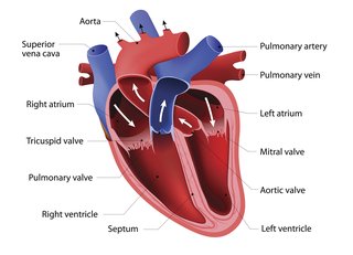 Diagram of the heart showing a number of its features, including the aorta, pulmonary artery, atriums and ventricles.