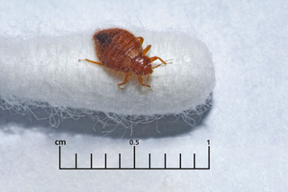 A bedbug on the end of cotton bud with a ruler underneath showing the bedbug is around 5mm long.