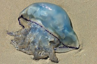 A translucent round grey jellyfish with a clump of tentacles, washed up on a sandy beach.