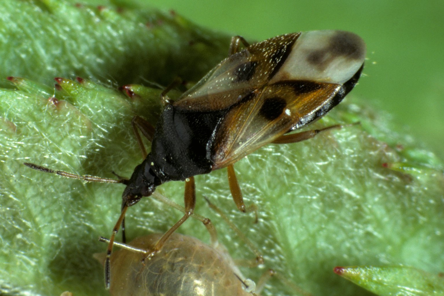 Insect Bites And Stings Symptoms Nhs