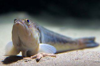 A small, grey weever fish lying on a sandy seabed. It is long and thin with small fins near the front of its body.