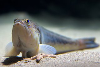 A small, grey weever fish lying on a sandy seabed.