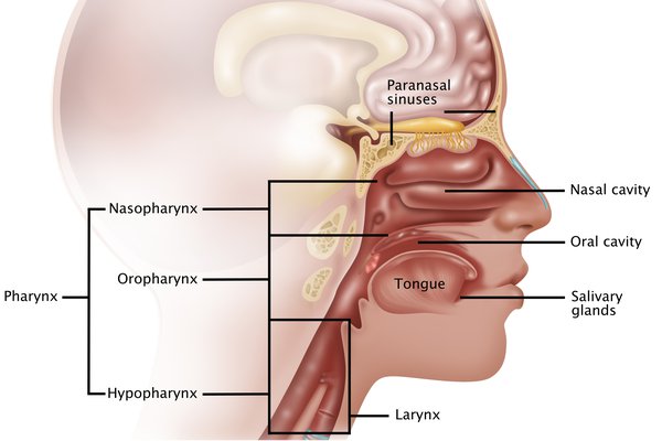 Diagram of the inside of a person’s head. Parts labelled include the nasopharynx, nasal cavity and salivary glands.