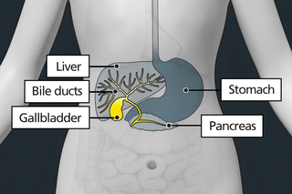 Diagram of a body highlighting the gallbladder as a small organ under the liver.