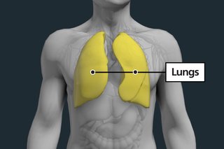 Diagram of the chest area with labels showing the lungs which are highlighted to show they can be affected by lung cancer.