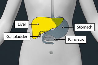 Diagram of the stomach area with labels showing the liver, stomach, gallbladder and pancreas. The liver is highlighted to show it can be affected by liver cancer.