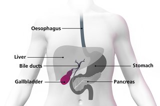 Diagram of a body highlighting the gallbladder as a small organ under the liver