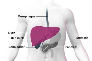 Diagram of a body highlighting the liver as a large organ above the stomach