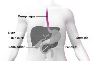 Diagram of a body highlighting the oesophagus as a tube in the throat