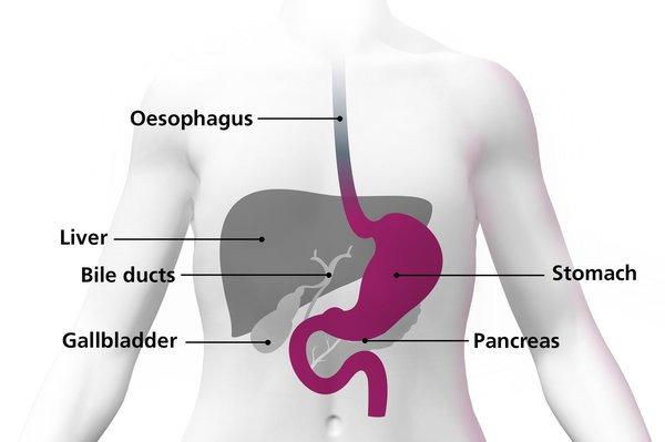 An image showing where the stomach is in the body and how it's connected to the oesophagus