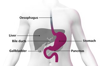 An image showing where the stomach is in the body and how it's connected to the oesophagus