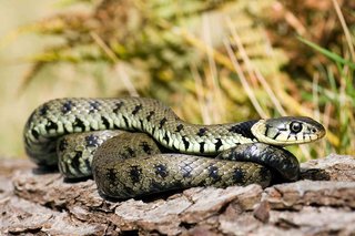 Green grass snake, moving over rocks