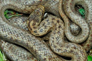 Grey smooth snake with brown pattern, curled up on ground