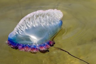 A Portuguese man-of-war floating on the water. There is a translucent gas-filled bladder with a crest at the top, blue and purple frills underneath, and long trailing tentacles.