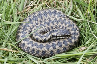 Grey adder with black zig-zag markings, curled up in the grass