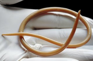 A large, light brown roundworm is lying curled on a person's gloved hand. It is approximately 20cm long.