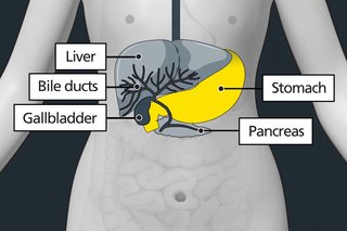 Diagram of the tummy area showing the stomach on the left side of the body, next to the liver and above the belly button (navel).