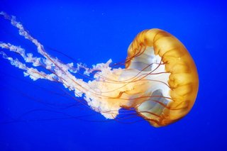 A round orange jellyfish with long orange and white tentacles swimming in the sea.