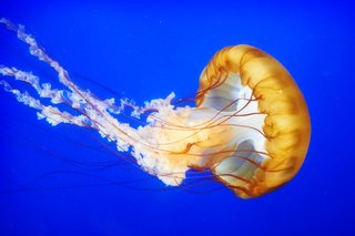 An orange jellyfish with long tentacles swimming in the sea.