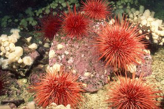 6 red sea urchins on rocks on the seabed. They are round and covered in sharp spines.