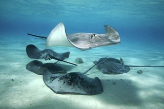 A stingray with a flat grey body, broad fins and a long tail, swimming in the sea with 4 other stingrays on the sandy seabed below.