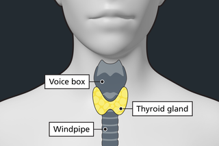 Diagram of the body showing the thyroid gland in the lower part of the neck below the voice box and in front of the windpipe.