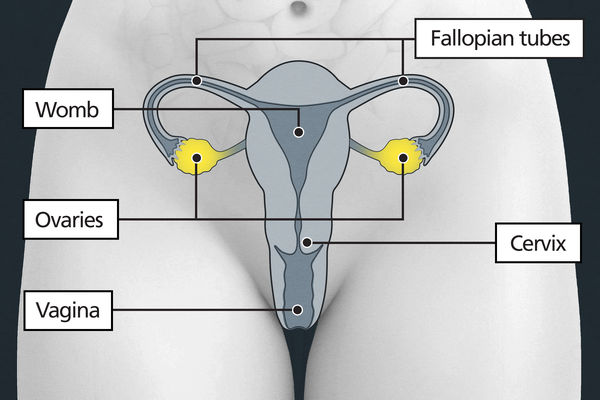 Diagram of the pelvic area with labels showing the cervix, womb, fallopian tubes and 2 ovaries.  The ovaries are either side of the womb.
