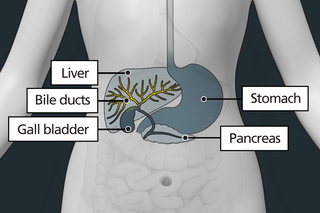 Diagram of the body highlighting the bile ducts as small tubes connecting organs together, including the liver and gall bladder.