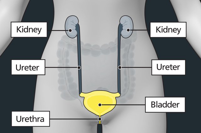 Bladder Cancer: An Evidence-Based Approach main image 1