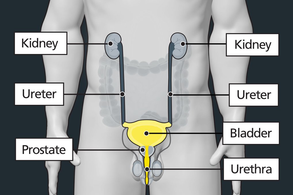 Bladder Cancer: An Evidence-Based Approach