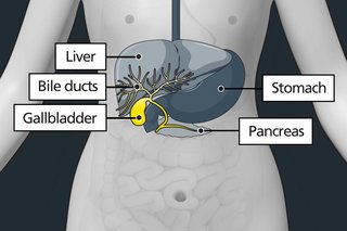 Diagram of the body highlighting the gallbladder and bile ducts (small tubes that connect organs such as the liver and pancreas).