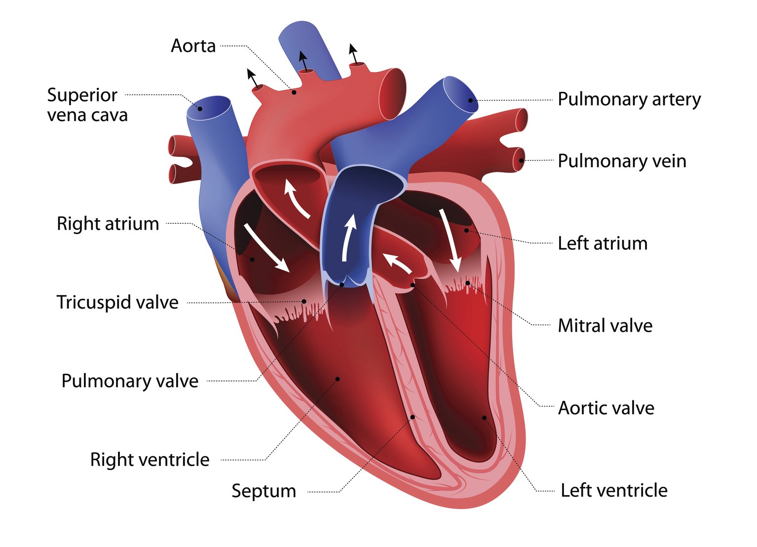 Двухкамерное сердце у человека