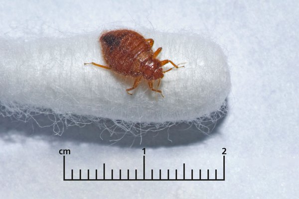 Picture of bedbug to scale