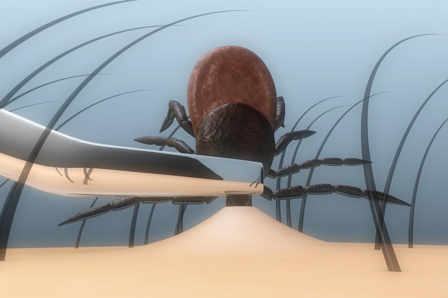 A picture of a tick being removed with tweezers.