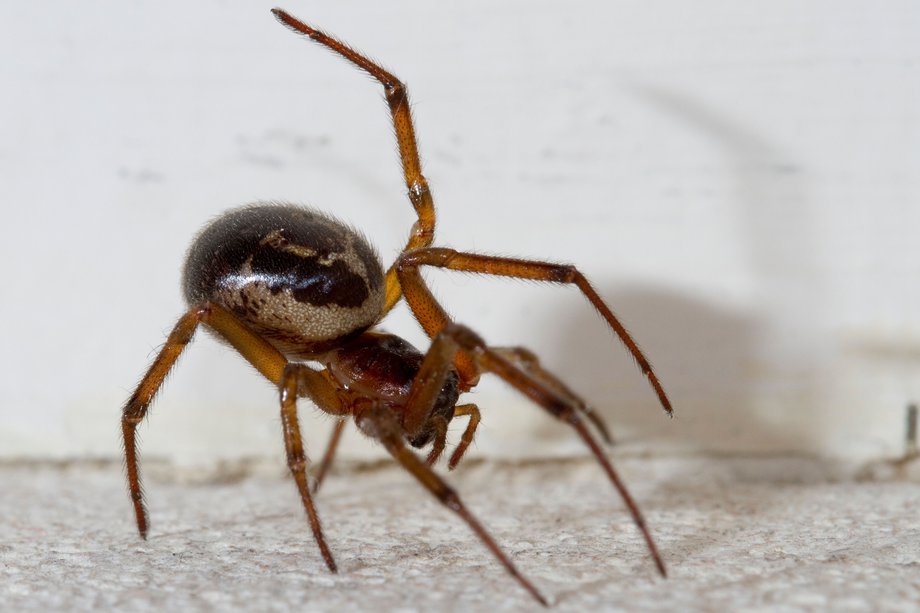 False widow spider