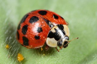 Harlequin ladybird