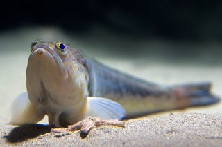 A weever fish on the sandy seabed