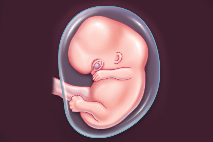 Image result for pregnant