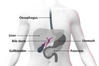 Diagram tubuh yang menyoroti saluran empedu sebagai tabung kecil yang menghubungkan organ lain