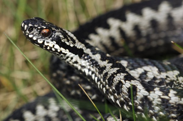Picture of an adder – the only wild venomous snakes in the UK