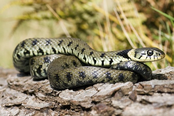 Grass snakes have black flecks or bands, and a yellow collar behind the head Image Credit: JOHN DEVRIES/SCIENCE PHOTO LIBRARY