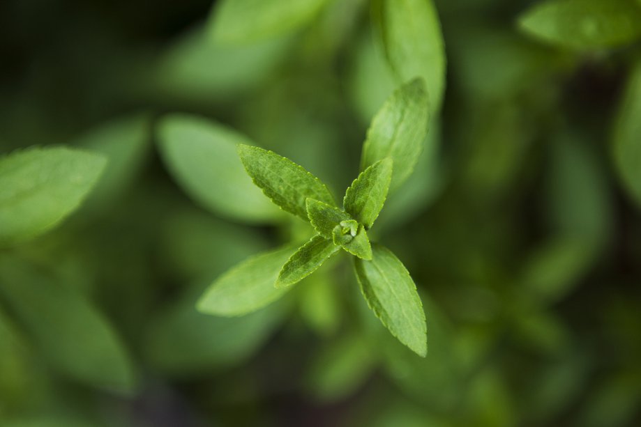 Are stevia plant extracts safe? NHS